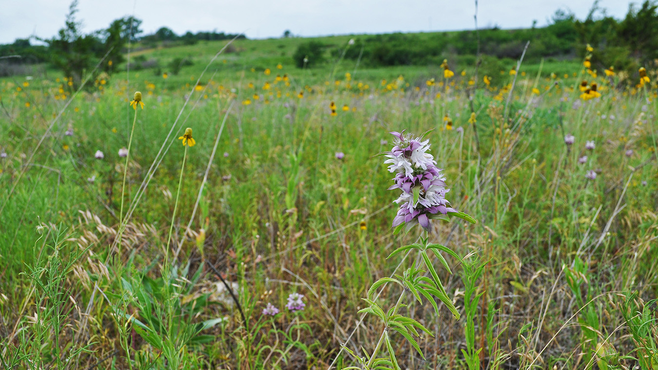 List Of Field Reserves | Kansas Biological Survey & Center For ...